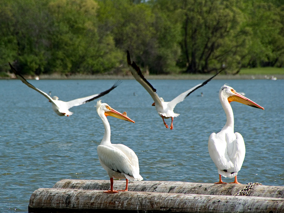 Pelicans at Pelican Lake