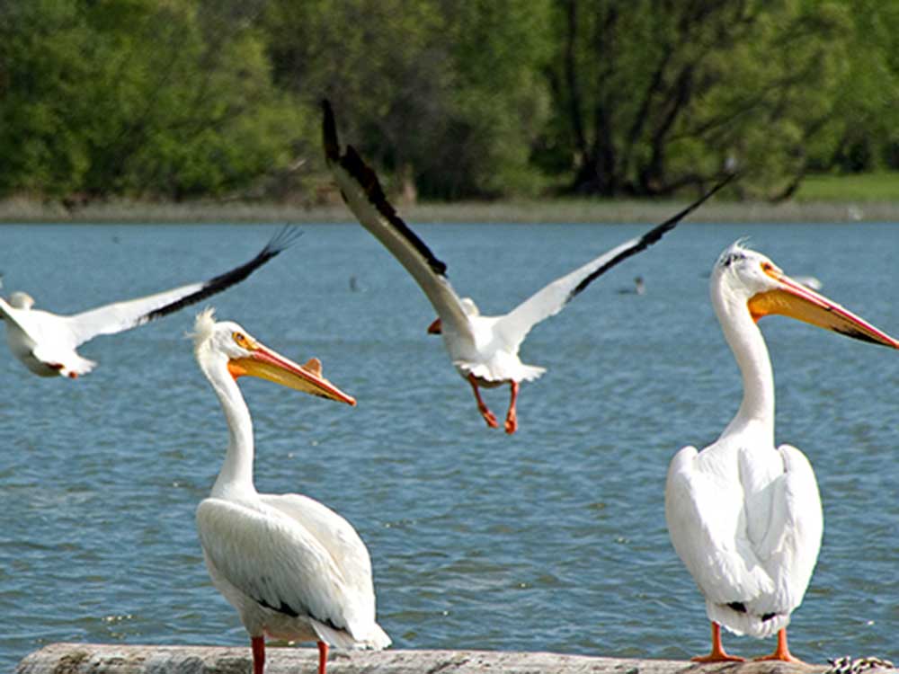 Pelicans at Pelican Lake, Manitoba