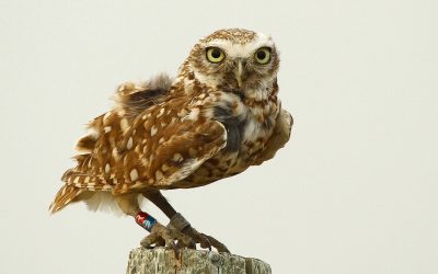 Little Owls, Big Comeback: A Manitoba Prairie Recovery Story!